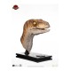 Jurassic Park Life-Size Bust Male Velociraptor 75 cm