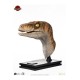 Jurassic Park Life-Size Bust Male Velociraptor 75 cm