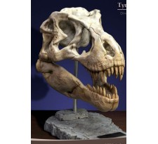 Wonders of the Wild Series Statue T-Rex Head Skull 30 cm